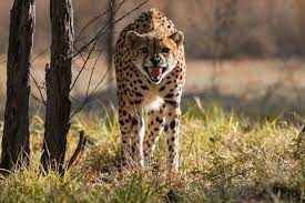 MP Cheetah Project : चीता प्रोजेक्ट पर हुई उच्च स्तरीय बैठक…मध्यप्रदेश सरकार चीता परियोजना की सफलता के लिए प्रतिबद्ध : मुख्यमंत्री चौहान