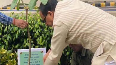 Tree Plantation : मुख्यमंत्री चौहान ने नई दिल्ली प्रवास पर पौधा-रोपण किया…नवीन मध्यप्रदेश भवन परिसर में रौपा चंपा का पौधा Tree Plantation : मुख्यमंत्री चौहान ने नई दिल्ली प्रवास पर पौधा-रोपण किया…नवीन मध्यप्रदेश भवन परिसर में रौपा चंपा का पौधा