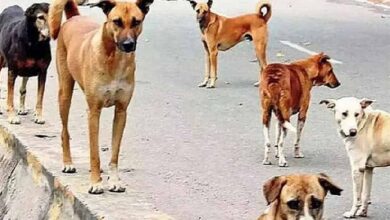 आवारा कुत्तों के झुंड ने 10 वर्ष के बच्चे पर किया हमला, हालात गंभीर आवारा कुत्तों के झुंड ने 10 वर्ष के बच्चे पर किया हमला, हालात गंभीर