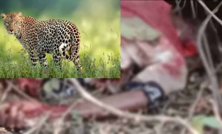 सड़क किनारे सो रहे बुजुर्ग को तेंदुए मारा, जंगल में मिली लाश सड़क किनारे सो रहे बुजुर्ग को तेंदुए मारा, जंगल में मिली लाश