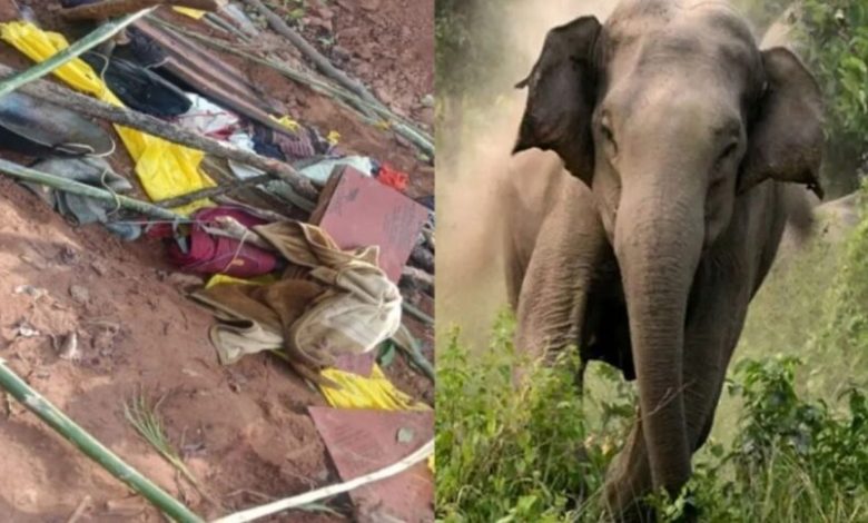 CG NEWS: सड़क निर्माण कार्य के दौरान हाथी का हमला, दो श्रमिकों को कुचलकर मार डाला, इलाके में दहशत CG NEWS: सड़क निर्माण कार्य के दौरान हाथी का हमला, दो श्रमिकों को कुचलकर मार डाला, इलाके में दहशत