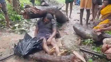  खेत में जुताई के दौरान दर्दनाक हादसा:सूखा पेड़ गिरने से किसान की मौत, मौके पर ही गई जान, पुलिस ने शुरू की जांच