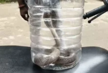 पहले सांप लेकर आओ, फिर होगा इलाज” कोरबा में हैरान करने वाला मामला आया