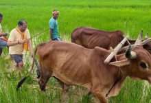 गृहग्राम बगिया में सुबह-सुबह खेत में उतरकर मुख्यमंत्री साय ने हल चलाकर की बियासी, बोले- खेती मेरे लिए आजीविका नहीं, जीवन का संस्कार… गृहग्राम बगिया में सुबह-सुबह खेत में उतरकर मुख्यमंत्री साय ने हल चलाकर की बियासी, बोले- खेती मेरे लिए आजीविका नहीं, जीवन का संस्कार…