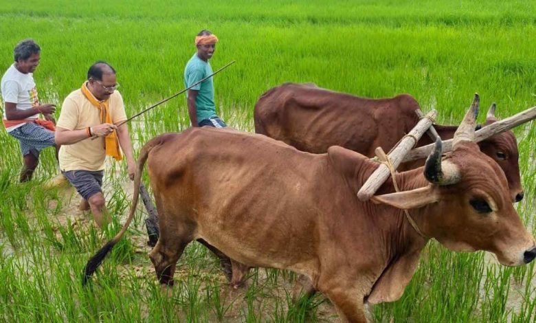 गृहग्राम बगिया में सुबह-सुबह खेत में उतरकर मुख्यमंत्री साय ने हल चलाकर की बियासी, बोले- खेती मेरे लिए आजीविका नहीं, जीवन का संस्कार… गृहग्राम बगिया में सुबह-सुबह खेत में उतरकर मुख्यमंत्री साय ने हल चलाकर की बियासी, बोले- खेती मेरे लिए आजीविका नहीं, जीवन का संस्कार…