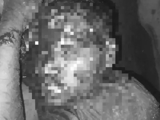 भालुओं के झुंड ने राहगीर पर किया हमला:चारामा में रात 12 बजे भालुओं से हुआ सामना; चीख-पुकार सुनकर मौके पर पहुंचे ग्रामीण
