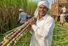 गन्ना मूल्य में छत्तीसगढ़ देश में नंबर वन, किसानों को अब 425 रुपये प्रति क्विंटल की दर से होगा भुगतान गन्ना मूल्य में छत्तीसगढ़ देश में नंबर वन, किसानों को अब 425 रुपये प्रति क्विंटल की दर से होगा भुगतान