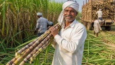गन्ना मूल्य में छत्तीसगढ़ देश में नंबर वन, किसानों को अब 425 रुपये प्रति क्विंटल की दर से होगा भुगतान